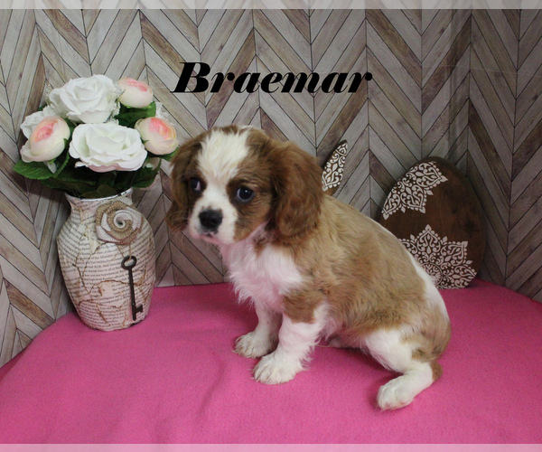 Medium Photo #3 Cavalier King Charles Spaniel Puppy For Sale in CHANUTE, KS, USA