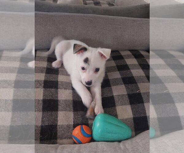 Medium Photo #1 Pomeranian-Unknown Mix Puppy For Sale in Lakewood, CO, USA