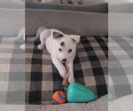 Small Pomeranian Mix