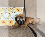 Small #1 Soft Coated Wheaten Terrier