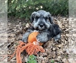 Small #1 Schnauzer (Miniature)