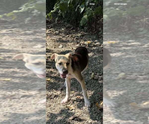 Medium Photo #4 Mutt Puppy For Sale in Elmsford, NY, USA