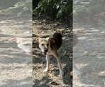 Small #3 Mutt