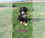 Small Photo #9 Bernese Mountain Dog Puppy For Sale in BROWNSTOWN, IN, USA
