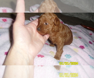 Poodle (Toy) Puppy for sale in DULUTH, GA, USA