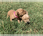 Small #10 Golden Retriever