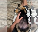 Small #1 Mutt