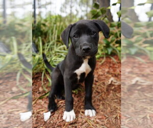 American Pit Bull Terrier-Labrador Retriever Mix Dogs for adoption in Holly Springs, NC, USA