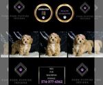 Small #5 Maltipoo