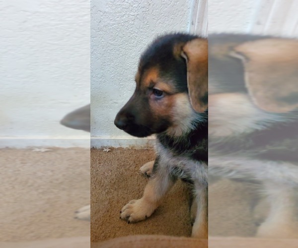 Medium Photo #3 German Shepherd Dog Puppy For Sale in STOCKTON, CA, USA