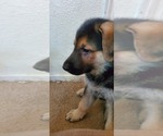 Small Photo #3 German Shepherd Dog Puppy For Sale in STOCKTON, CA, USA