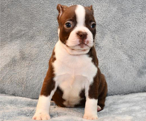 Boston Terrier Puppy for sale in HOMINY, OK, USA