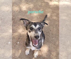 Siberian Husky-Unknown Mix Dogs for adoption in Cedar Crest, NM, USA