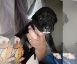 Small Photo #5 American Staffordshire Terrier Puppy For Sale in WARWICK, RI, USA