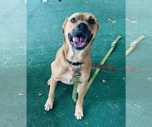 Rhodesian Ridgeback-Unknown Mix Dogs for adoption in Clarkesville, GA, USA