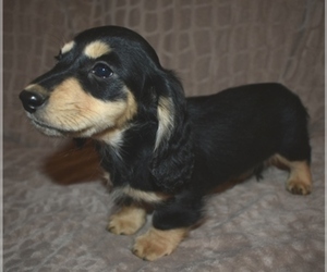 Dachshund Dog for Adoption in MC CRORY, Arkansas USA