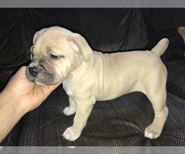 Medium Photo #2 American Bully Puppy For Sale in CLEVELAND, OH, USA