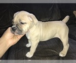Small Photo #2 American Bully Puppy For Sale in CLEVELAND, OH, USA