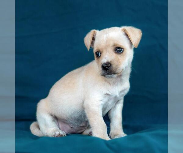 Medium Photo #2 Chug Puppy For Sale in San Diego, CA, USA