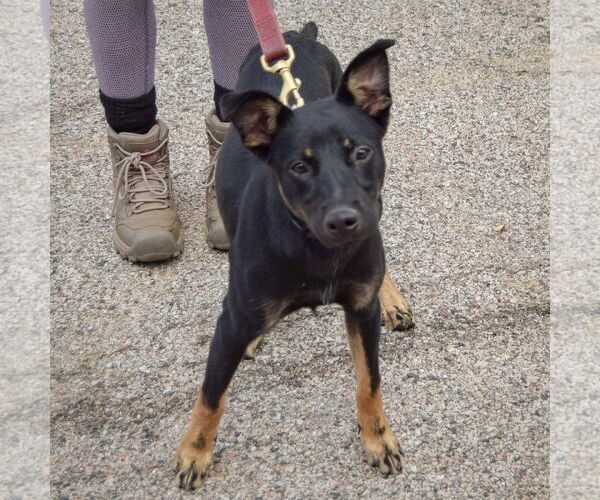 Medium Photo #2 German Shepherd Dog-Unknown Mix Puppy For Sale in Huntley, IL, USA