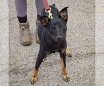 Small #1 German Shepherd Dog Mix