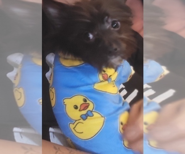 Medium Photo #2 Yorkshire Terrier Puppy For Sale in AKRON, OH, USA