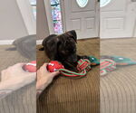 Small #10 Staffordshire Bull Terrier Mix