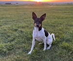 Small Photo #1 Rat Terrier Puppy For Sale in ELLENSBURG, WA, USA