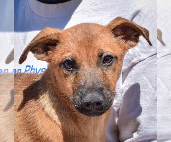 Medium Photo #2 German Shepherd Dog-Unknown Mix Puppy For Sale in Huntley, IL, USA