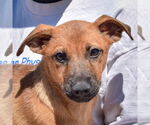 Small #1 German Shepherd Dog Mix