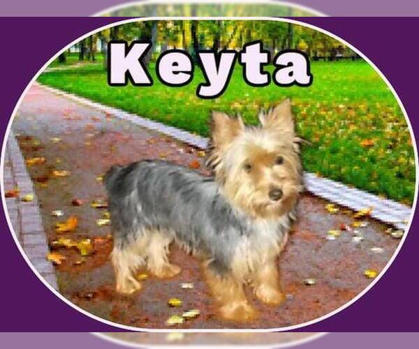 Medium Photo #11 Mutt Puppy For Sale in Pacolet, SC, USA