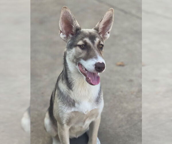 Medium Photo #3 Siberian Husky-Unknown Mix Puppy For Sale in Dana Point, CA, USA