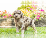 Small Photo #3 Labradoodle Puppy For Sale in NAPPANEE, IN, USA