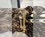 Small #1 Mutt