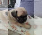 Small Photo #15 Pug Puppy For Sale in NEW BERN, NC, USA