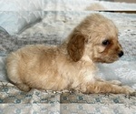 Small Photo #45 Goldendoodle (Miniature) Puppy For Sale in PENSACOLA, FL, USA