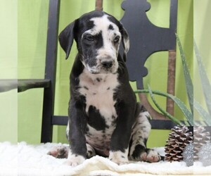 Great Dane Puppy for sale in LITITZ, PA, USA