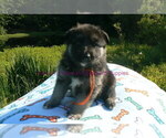 Small #4 German Shepherd Dog