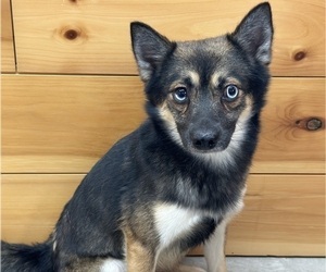 Father of the Alaskan Klee Kai-Pomeranian Mix puppies born on 08/26/2025