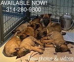 Small Photo #3 Belgian Malinois Puppy For Sale in LABADIE, MO, USA