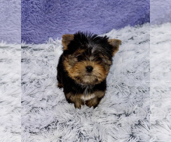 Medium Photo #7 Yorkshire Terrier Puppy For Sale in SANDY HOOK, KY, USA
