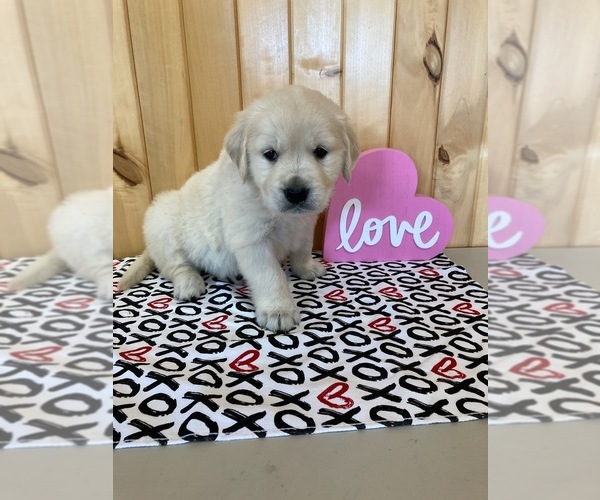 Medium Photo #5 English Cream Golden Retriever Puppy For Sale in DALLAS, WI, USA