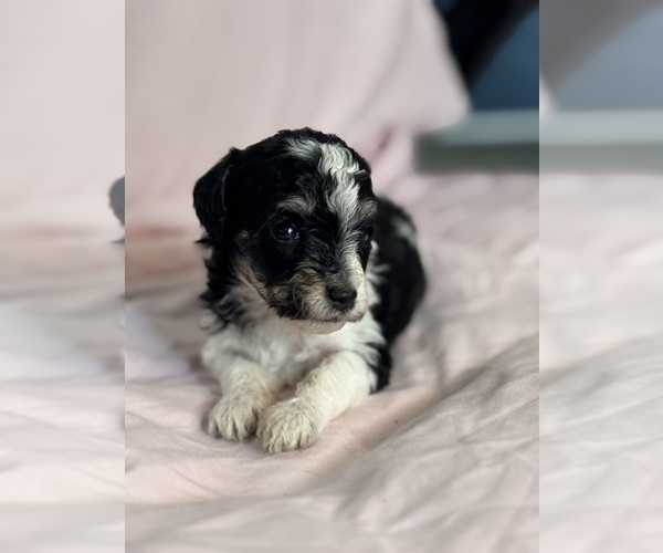 Medium Photo #17 Bernedoodle (Miniature) Puppy For Sale in LONGMONT, CO, USA