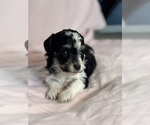 Pepper - Female Bernedoodle (Miniature) Puppy for Sale - Photo #17