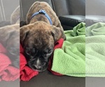 Small #13 Boxer