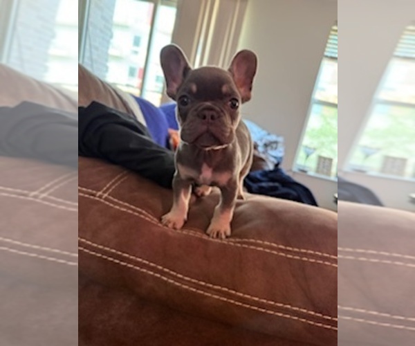 Medium Photo #3 French Bulldog Puppy For Sale in RIVER FALLS, WI, USA