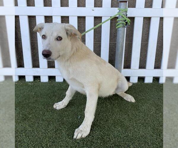 Medium Photo #1 Labrador Retriever-Unknown Mix Puppy For Sale in Modesto, CA, USA