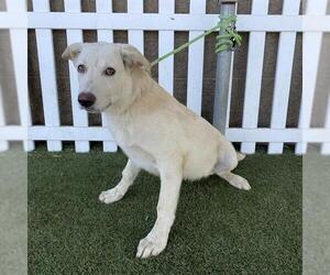 Labrador Retriever-Unknown Mix Dogs for adoption in Modesto, CA, USA