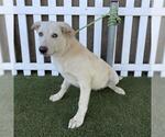 Small Labrador Retriever Mix