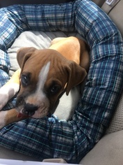 Boxer Puppy for sale in GONZALES, TX, USA